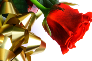 Beautiful Red Love Rose758503548 300x200 - Beautiful Red Love Rose - Rose, Lovers, Love, Beautiful